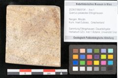 Foto (Objekt + Etikett) von Quercus palaeoilex Ettingshausen (NHMW-GEO-2024-0188-8104)